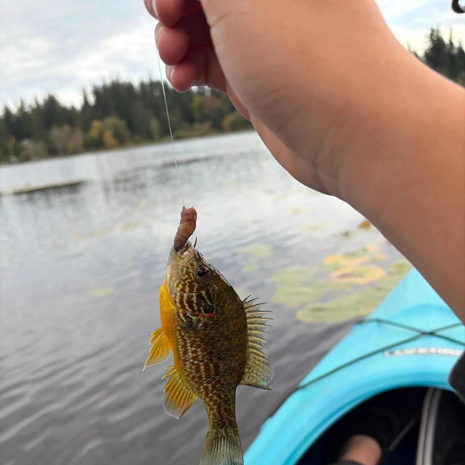 Pumpkinseed caught on Fishbrain