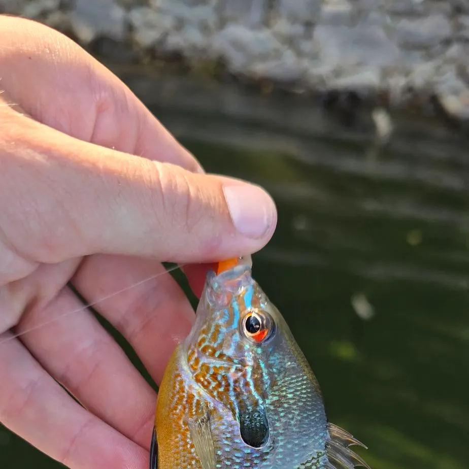 Longear sunfish caught on Fishbrain