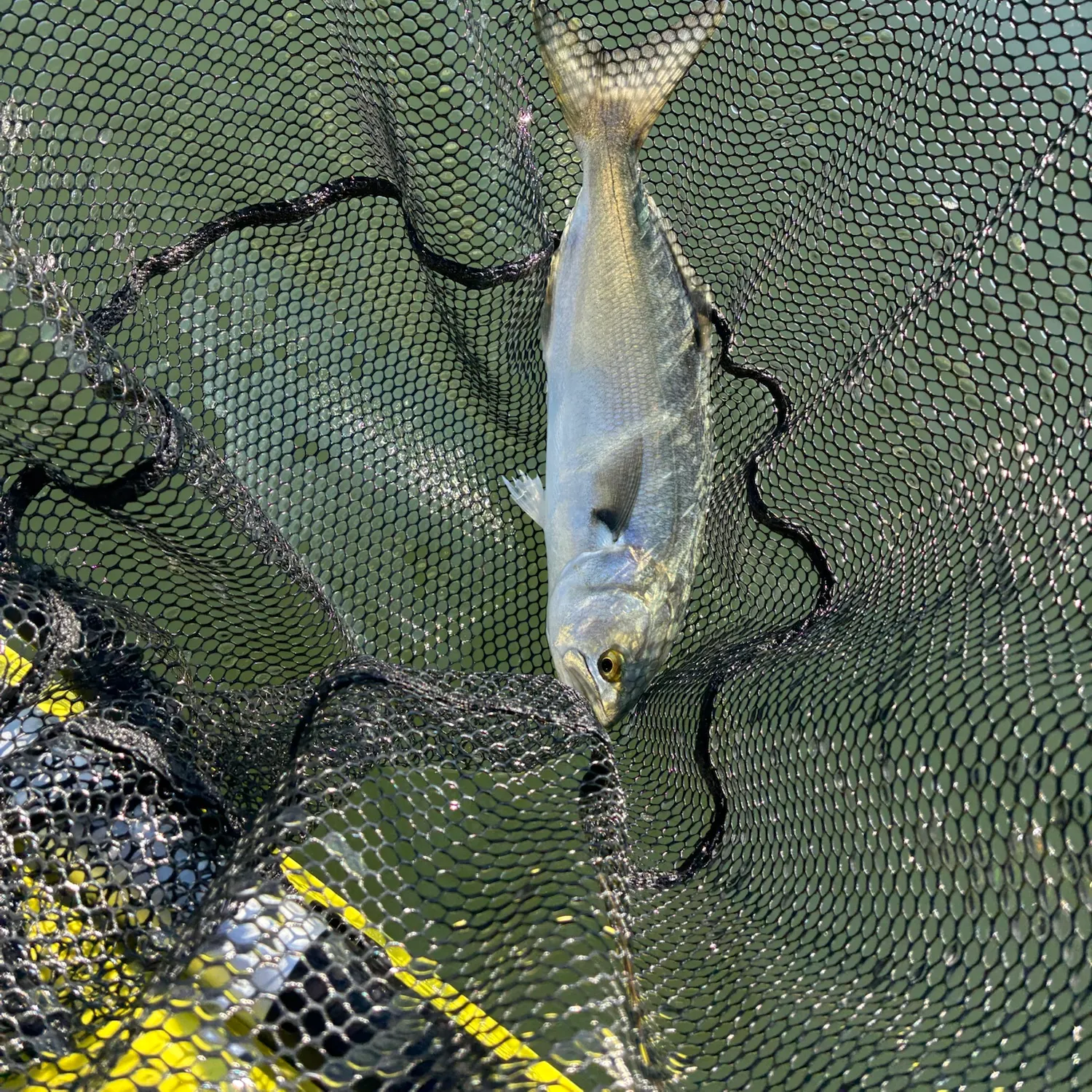 Bluefish caught on Fishbrain