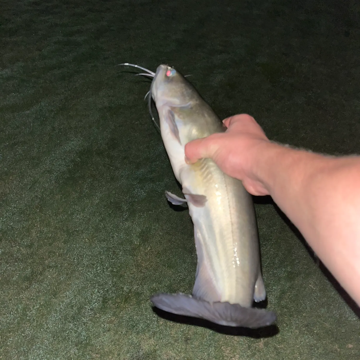 Channel catfish caught on Fishbrain