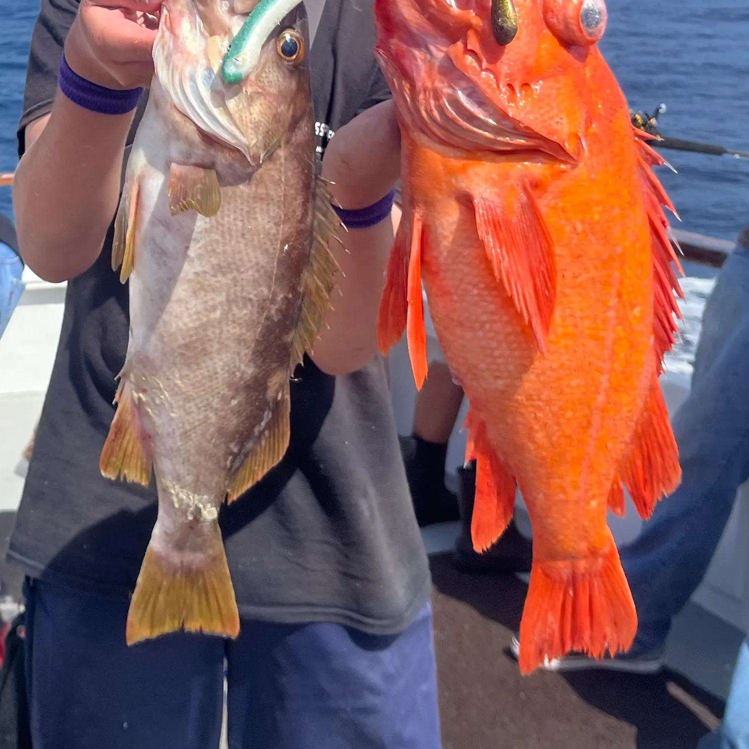 Vermilion rockfish caught on Fishbrain