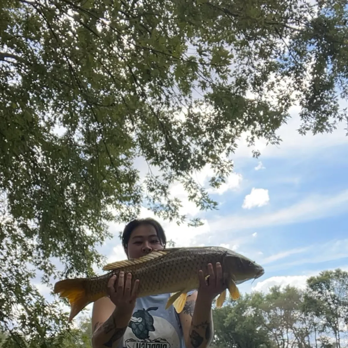 Common carp caught on Fishbrain