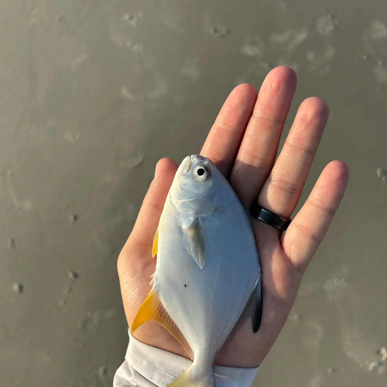 The most recent Florida pompano catches on Fishbrain