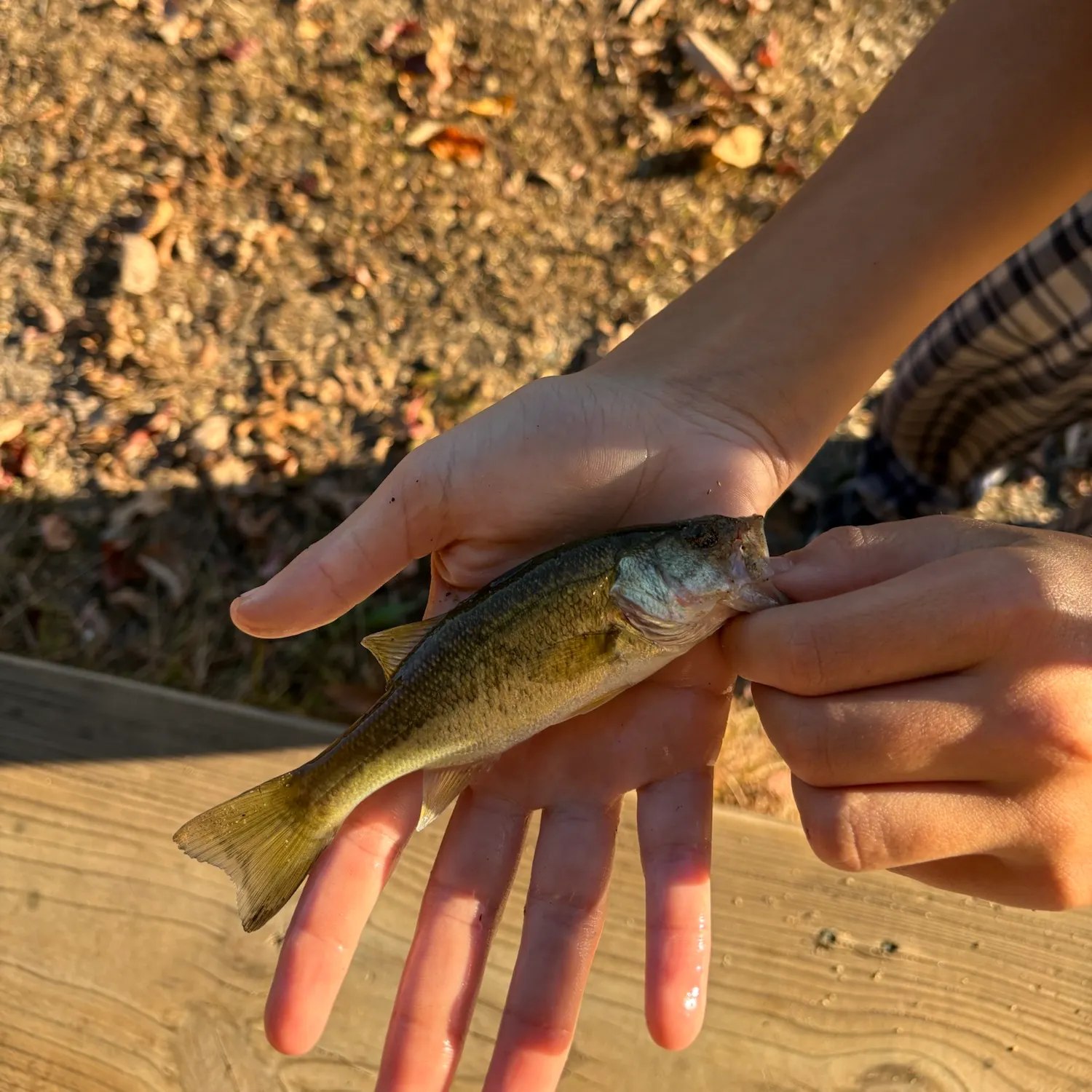 Fish caught on Fishbrain