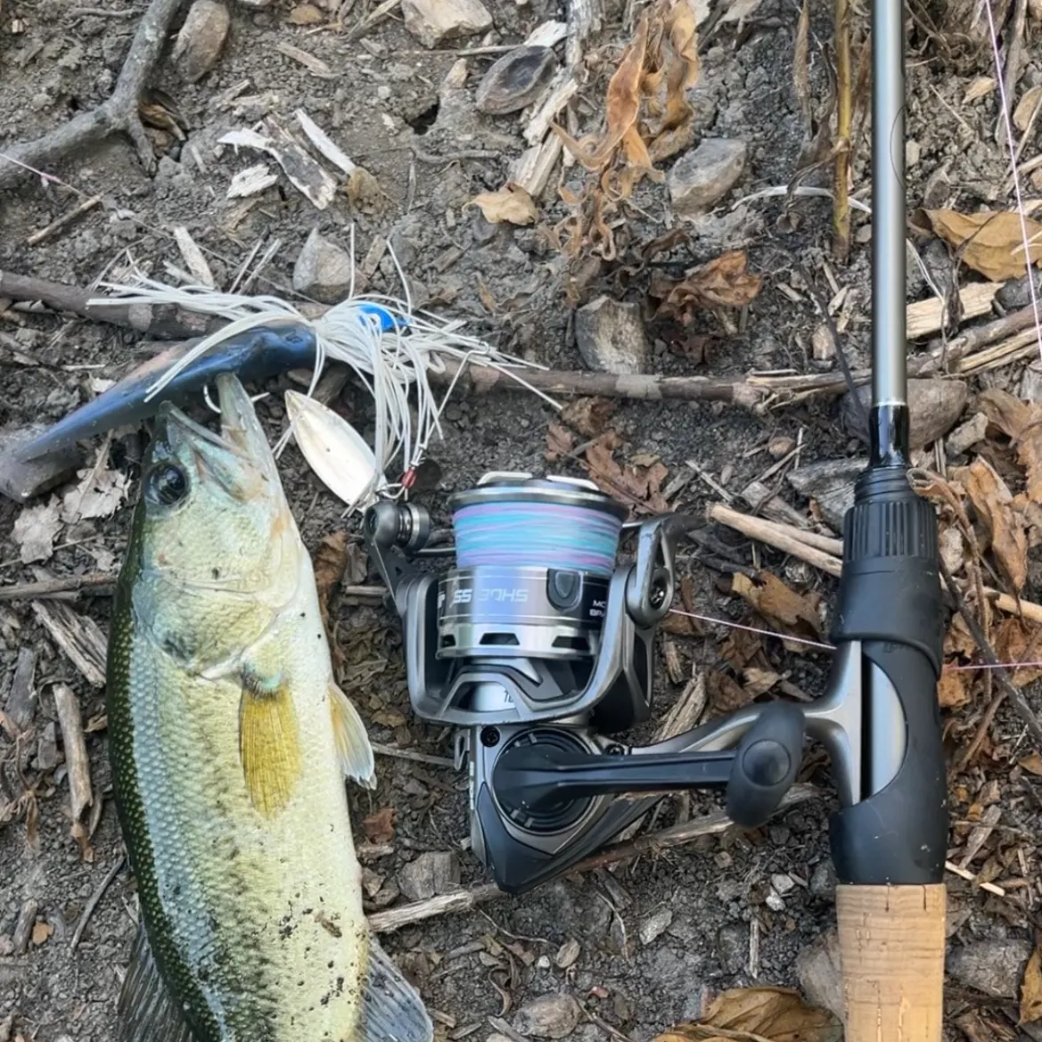 Largemouth bass caught on Fishbrain