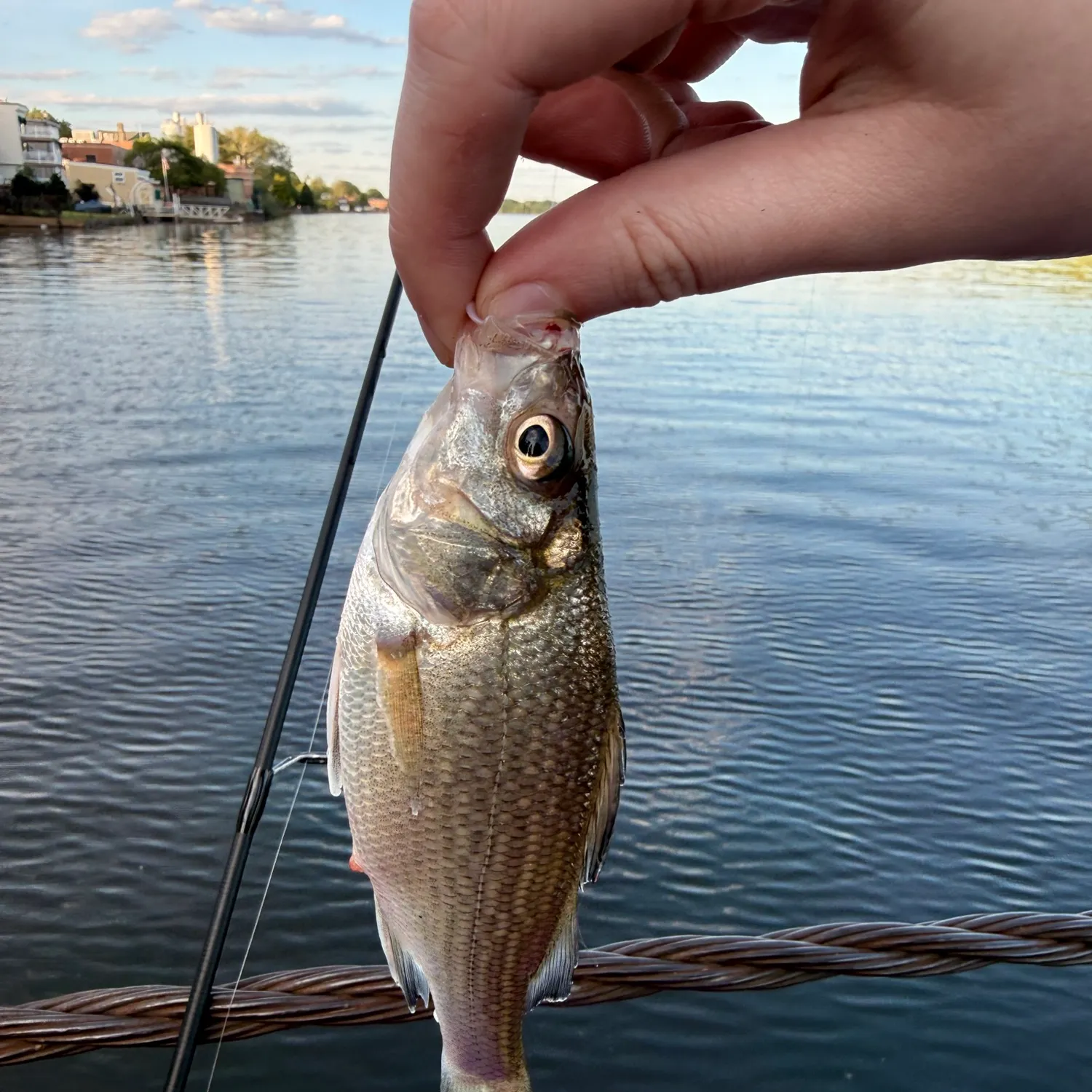 catch