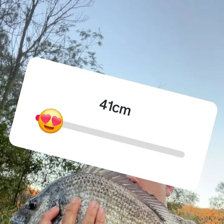 Southern black bream caught on Fishbrain