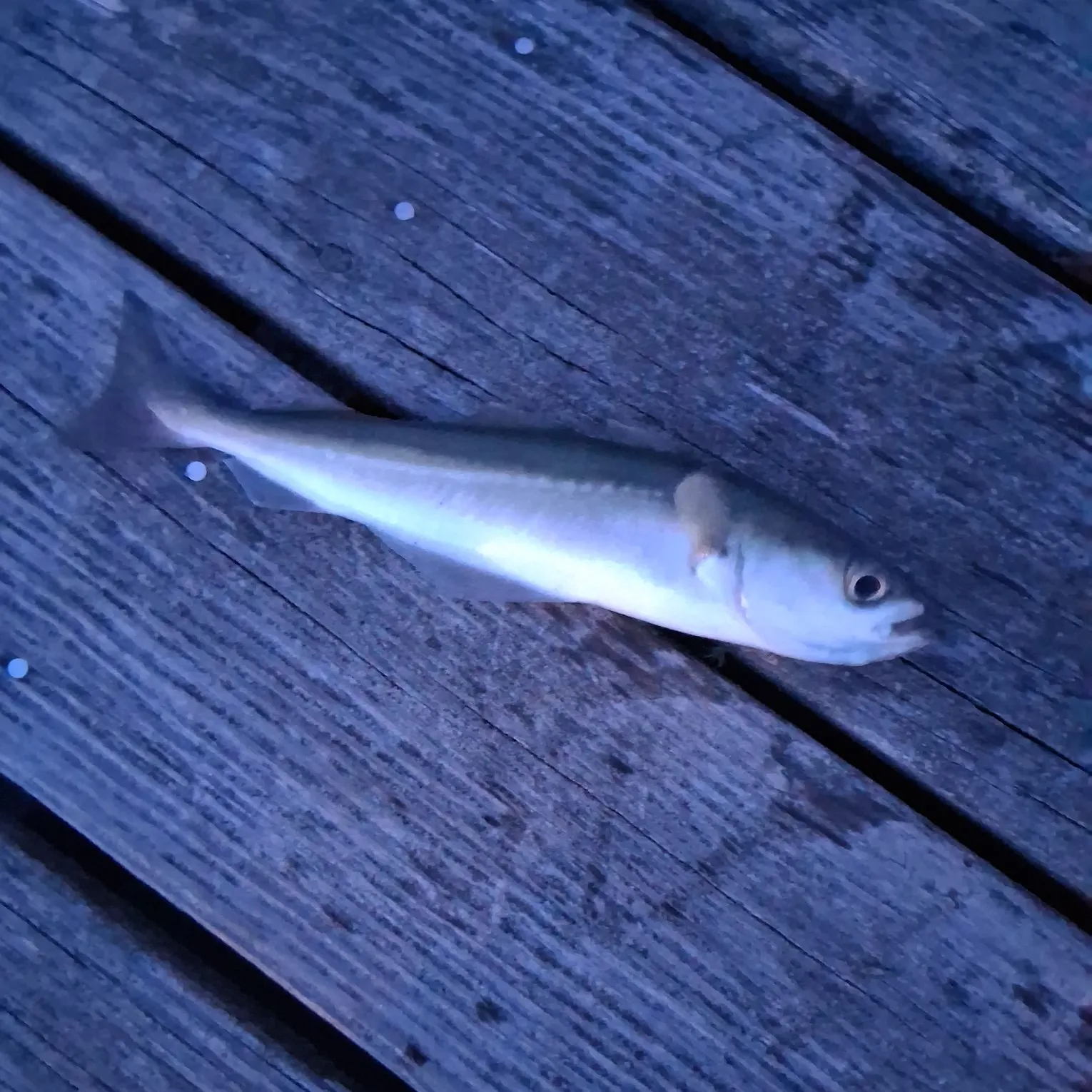 Atlantic pollock caught on Fishbrain