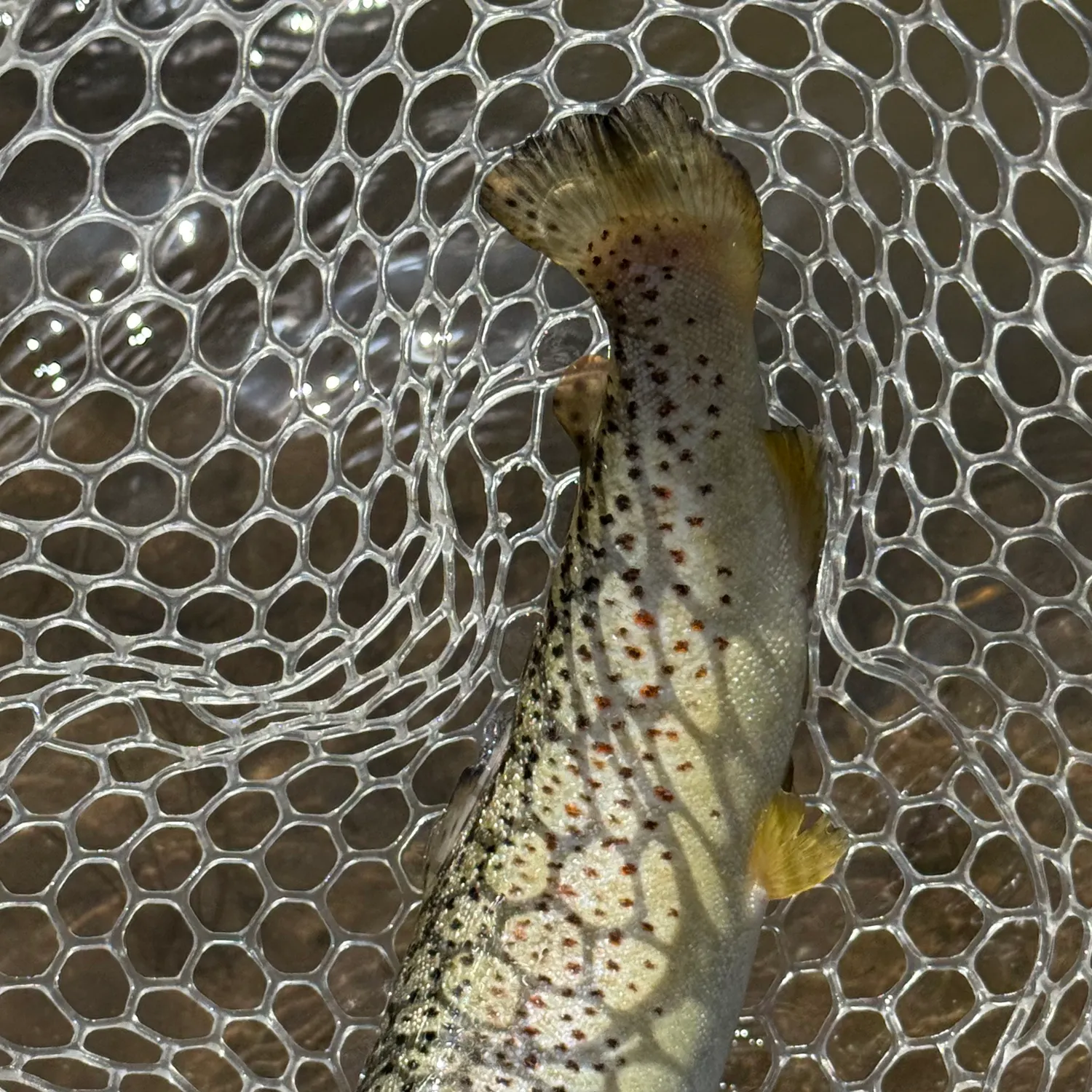 angler catch