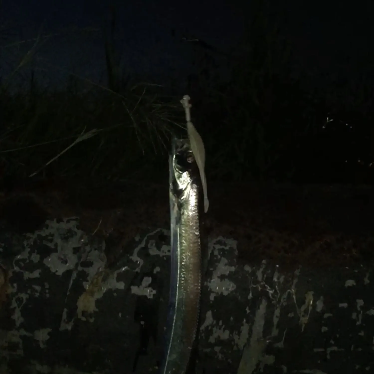 most liked catch image