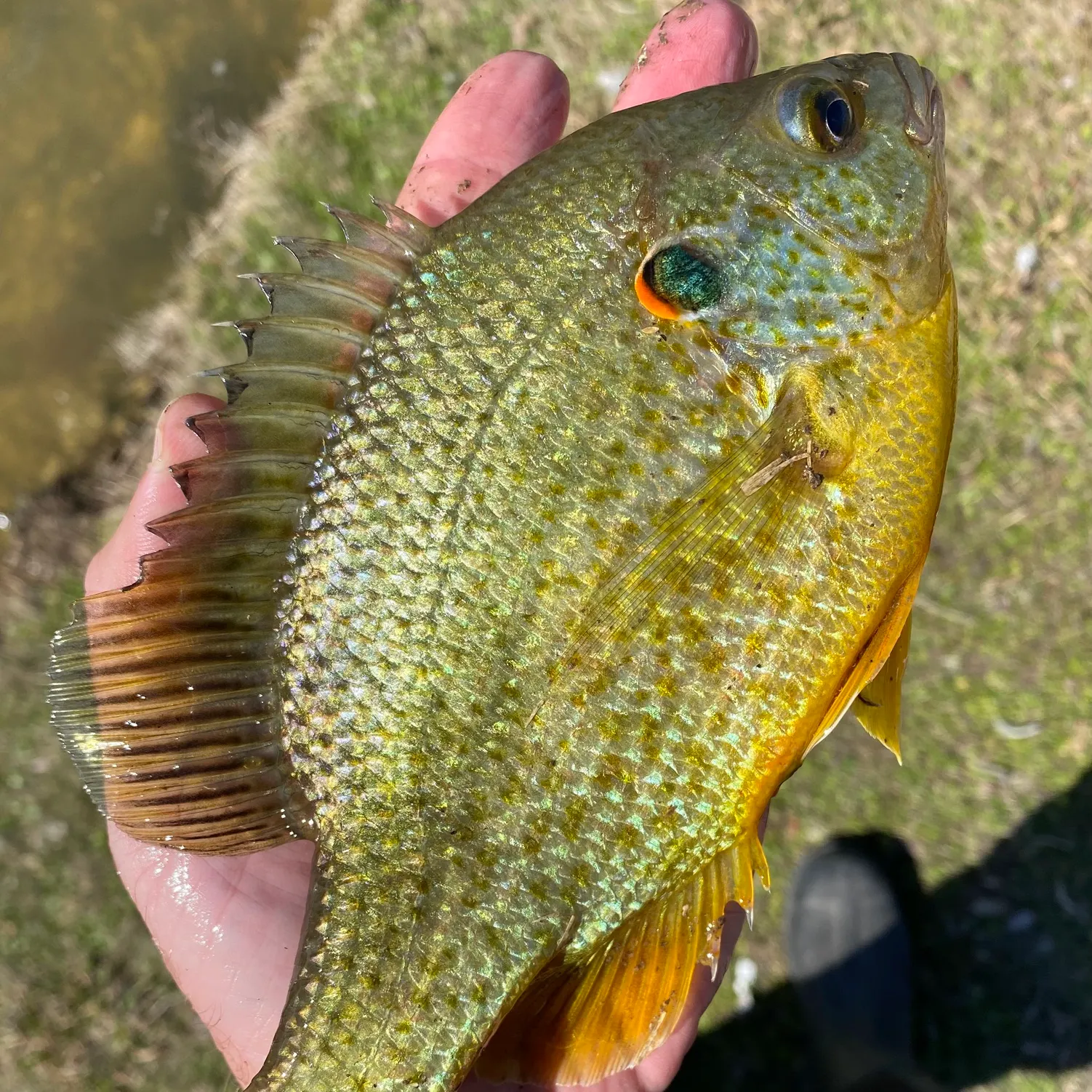 The most recent Redear sunfish catches on Fishbrain