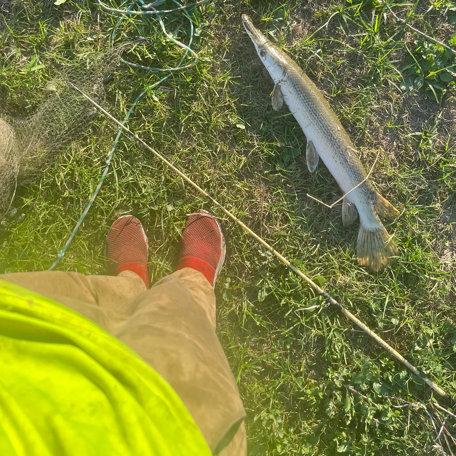 Shortnose gar caught on Fishbrain