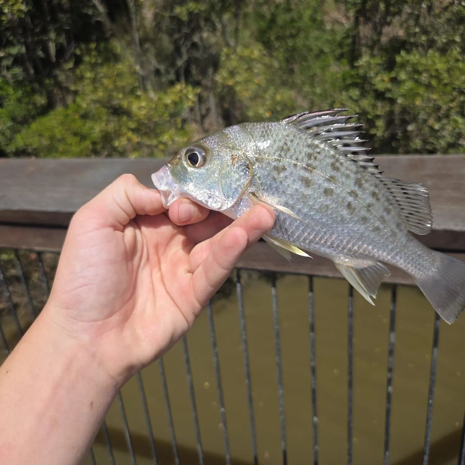 The most recent Javelin grunter catches on Fishbrain