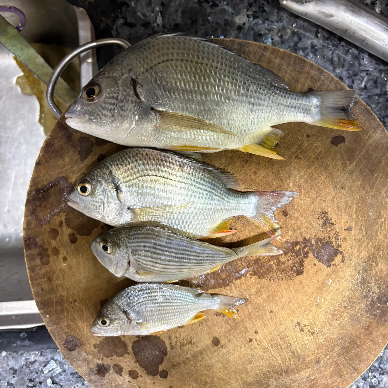 The most recent Yellowfin seabream catches on Fishbrain