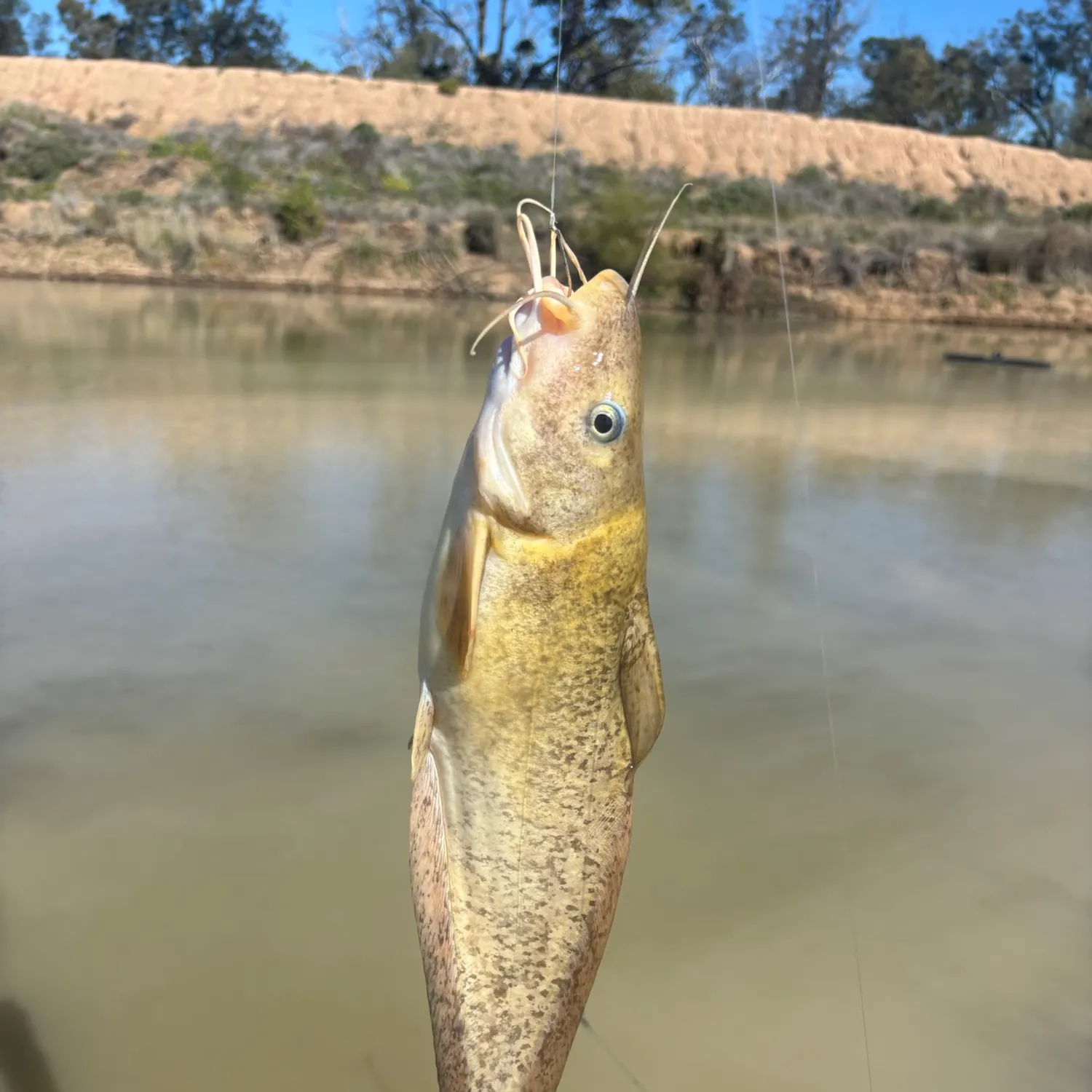 The most recent Dewfish catches on Fishbrain