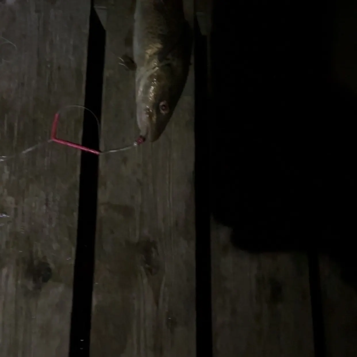 The most recent Atlantic cod catches on Fishbrain