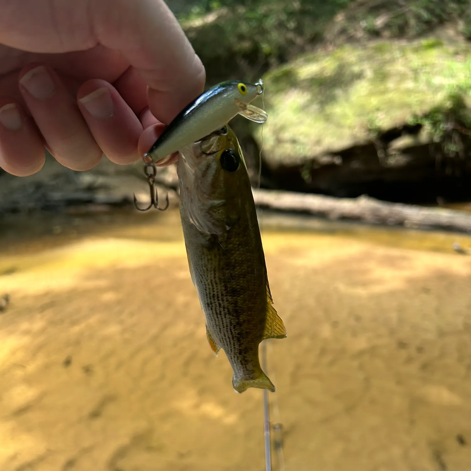 The most recent Warrior bass catches on Fishbrain