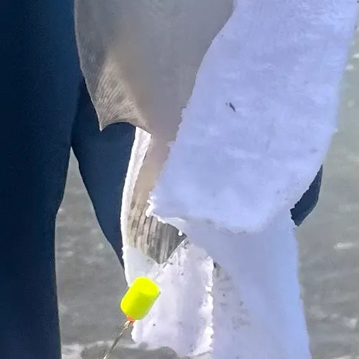 The most recent Summer flounder catches on Fishbrain