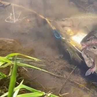 Green sunfish caught on Fishbrain