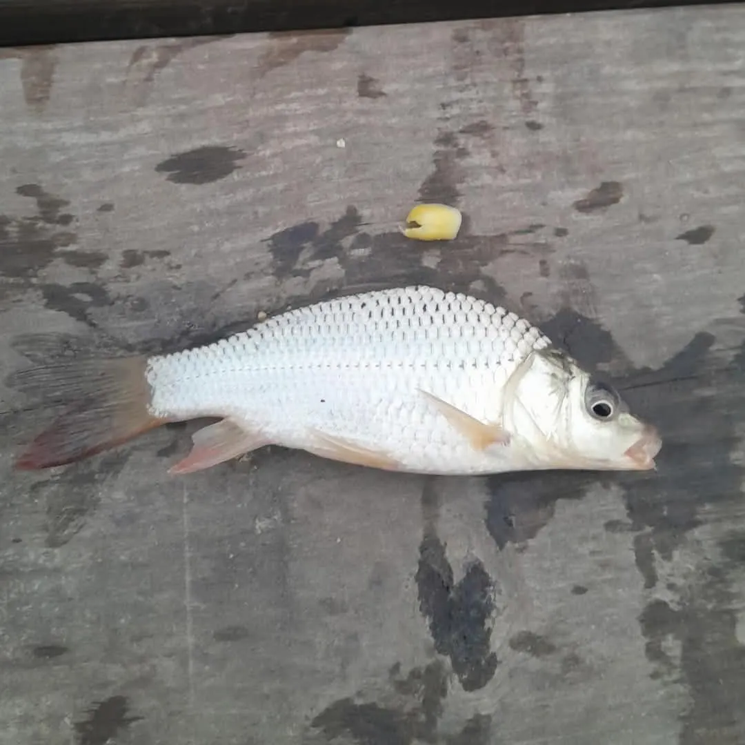 Common carp caught on Fishbrain