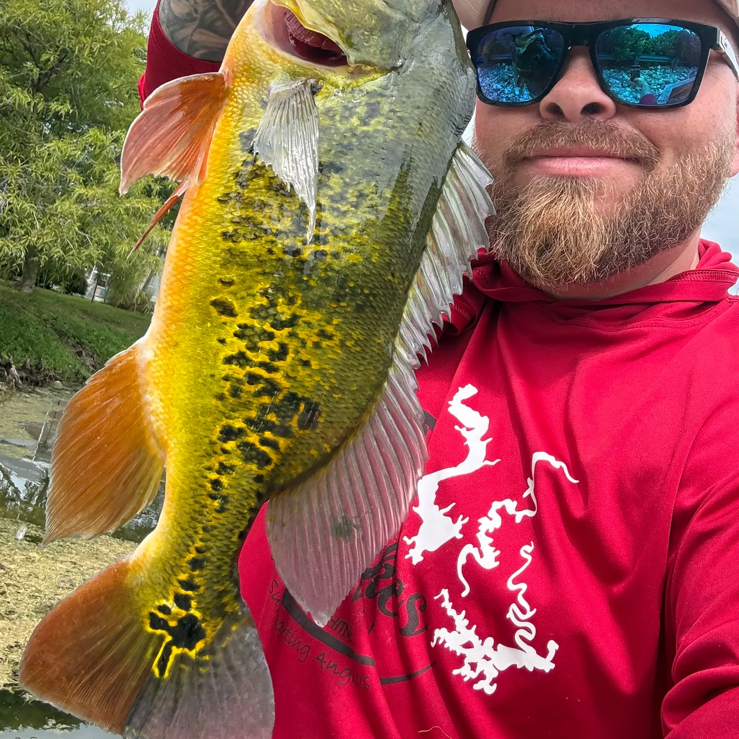 Butterfly peacock bass caught on Fishbrain