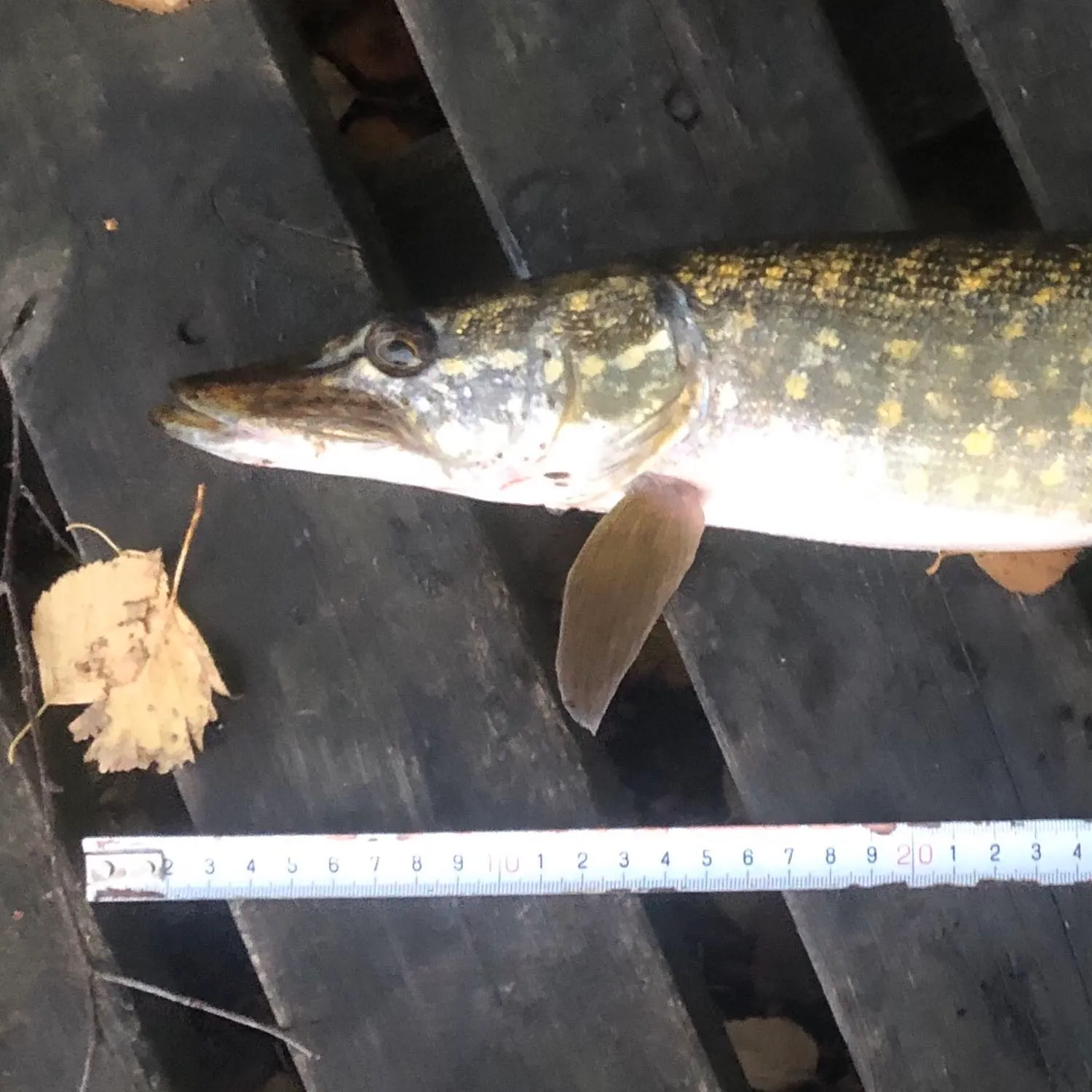 recently logged catches