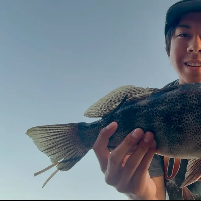 Spotted sand bass caught on Fishbrain