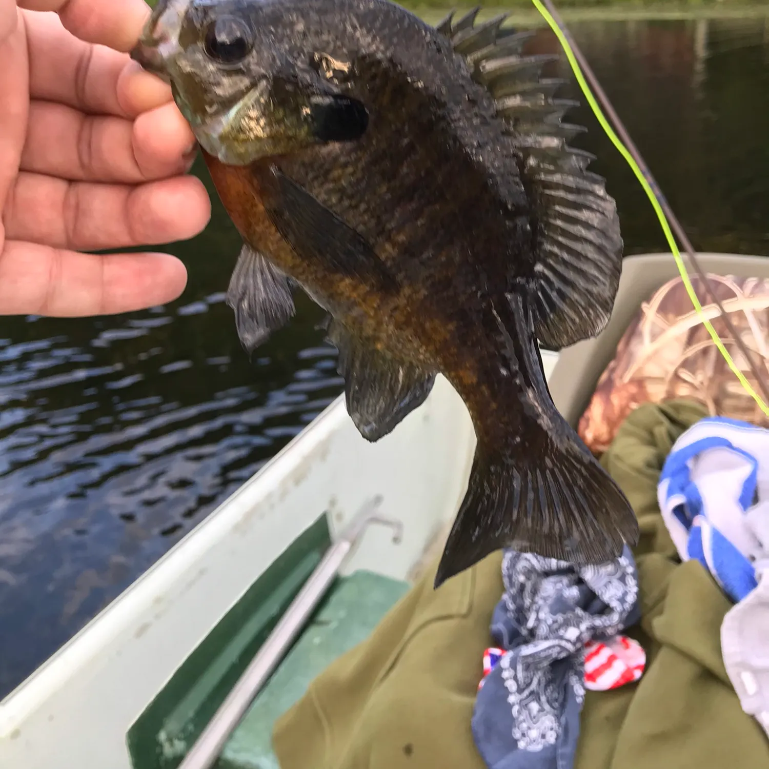 recently logged catches