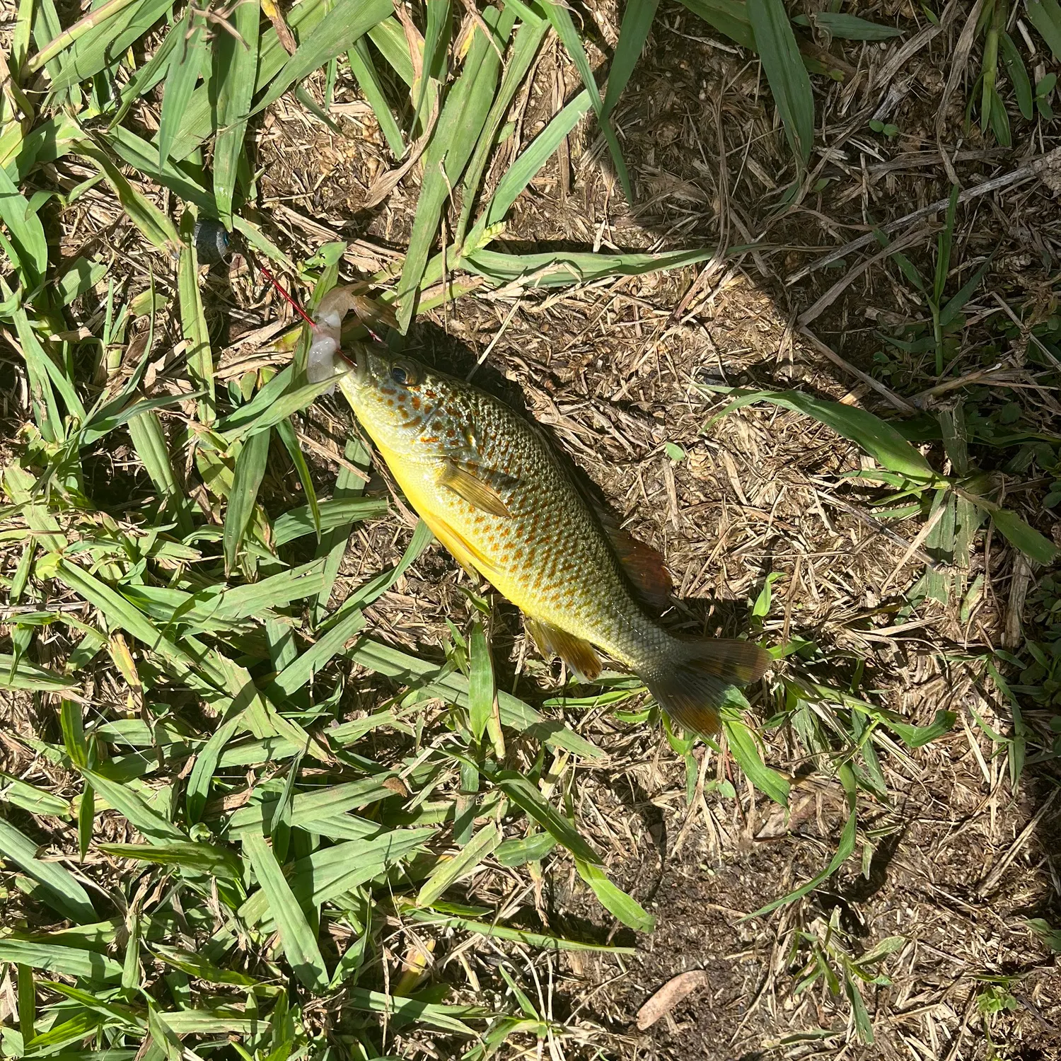 The most recent Spangled perch catches on Fishbrain