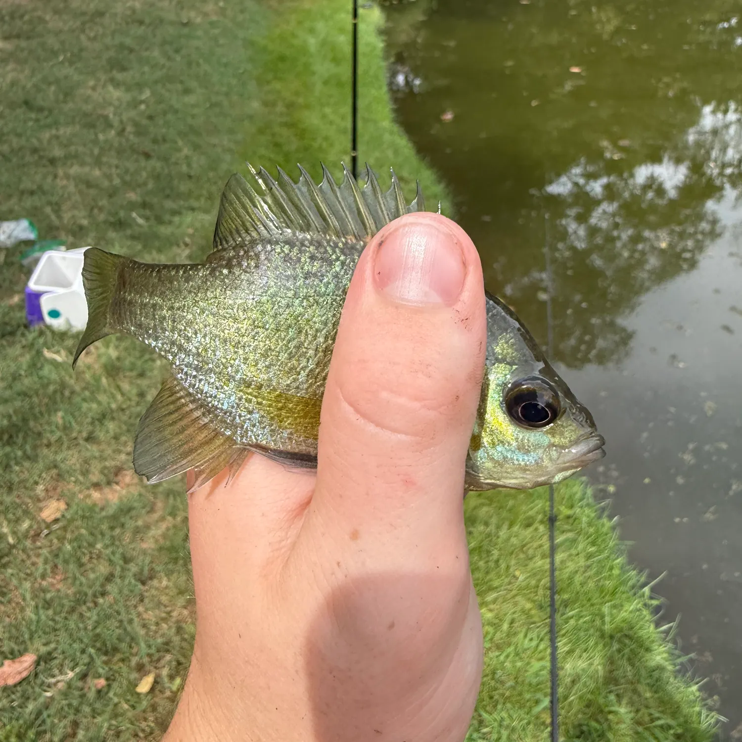 Bluegill caught on Fishbrain