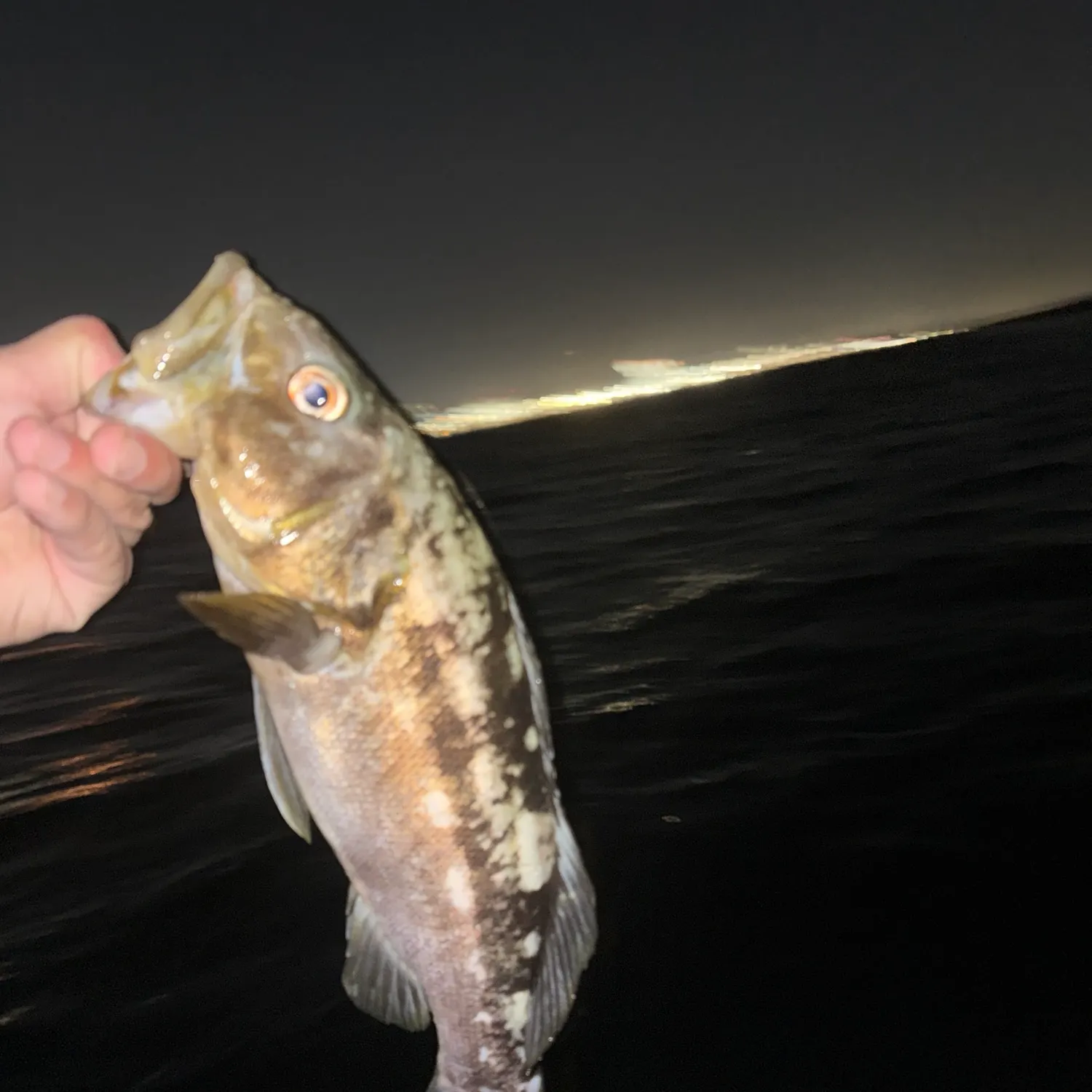 The most recent Kelp bass catches on Fishbrain