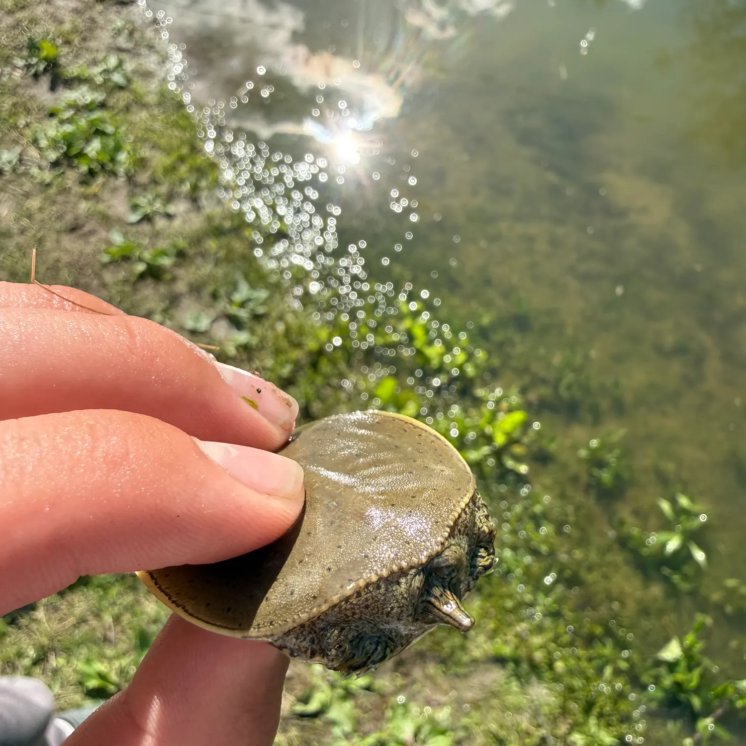 The most recent Spiny softshell turtle catches on Fishbrain