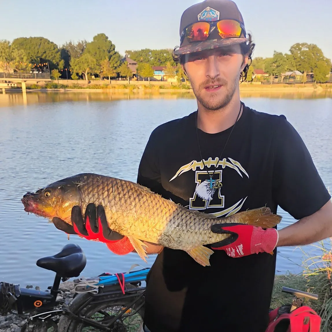Common carp caught on Fishbrain