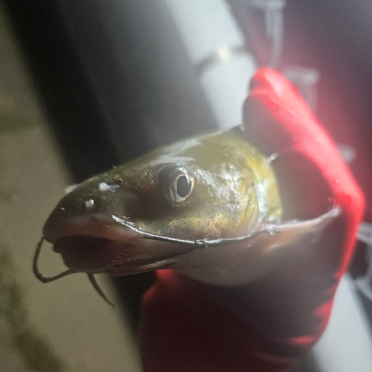 Channel catfish caught on Fishbrain