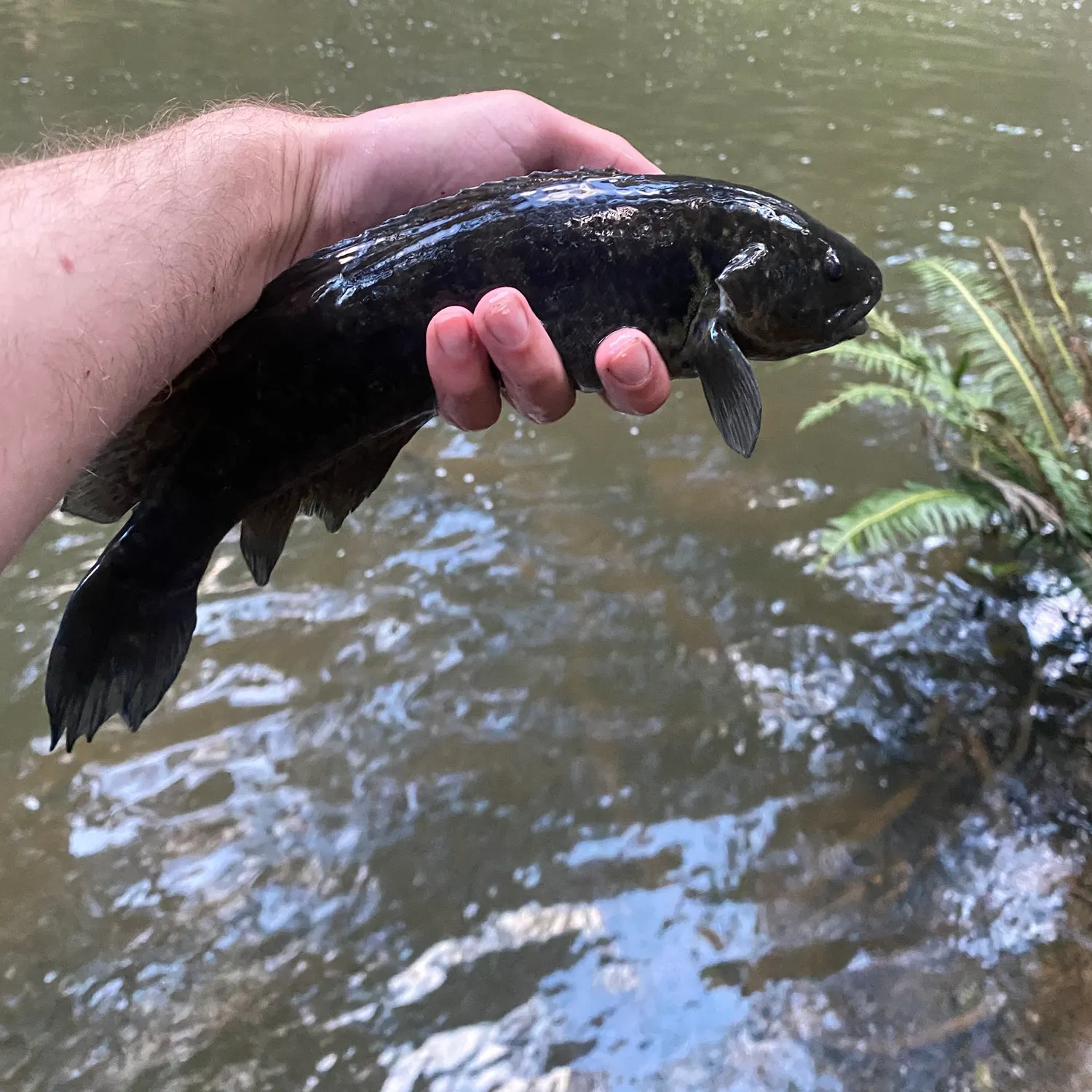 River blackfish caught on Fishbrain
