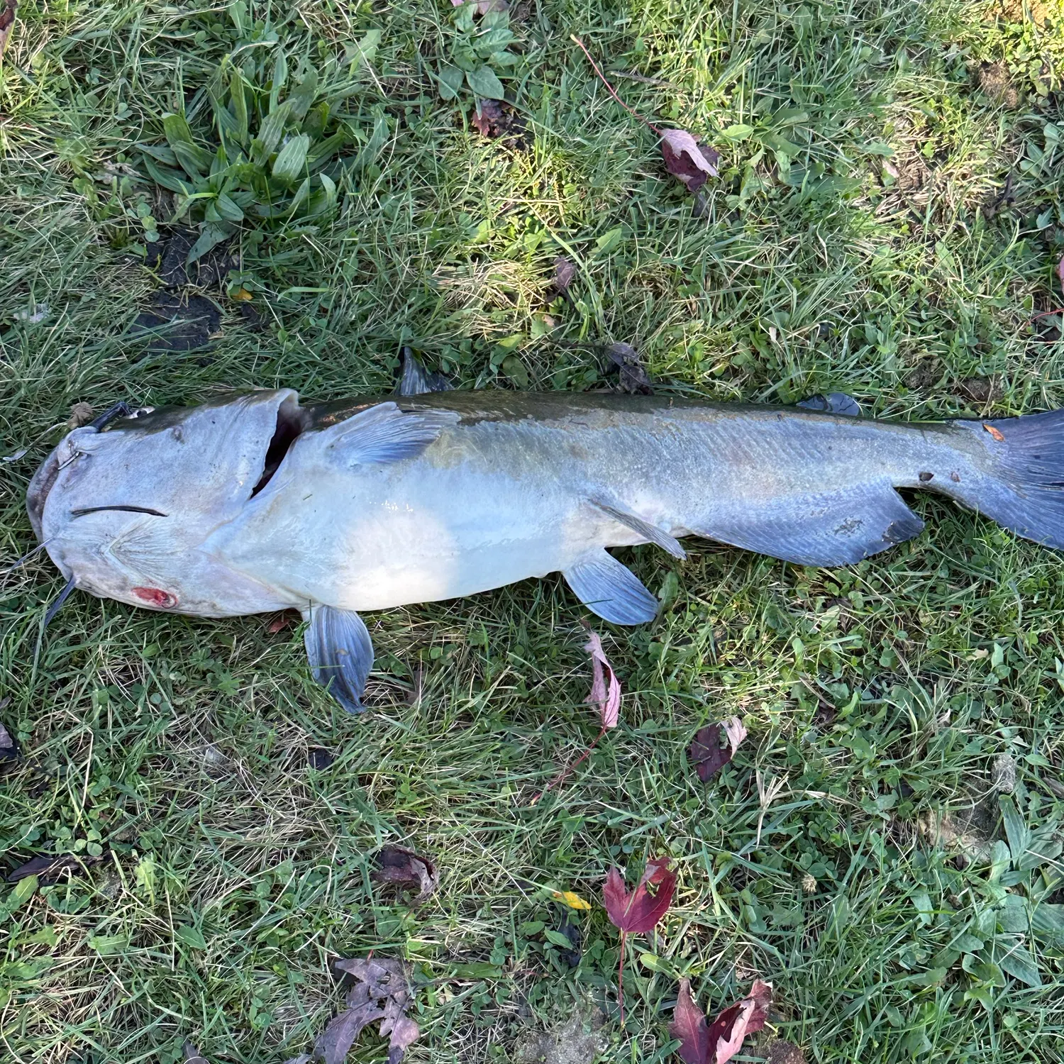 Channel catfish caught on Fishbrain
