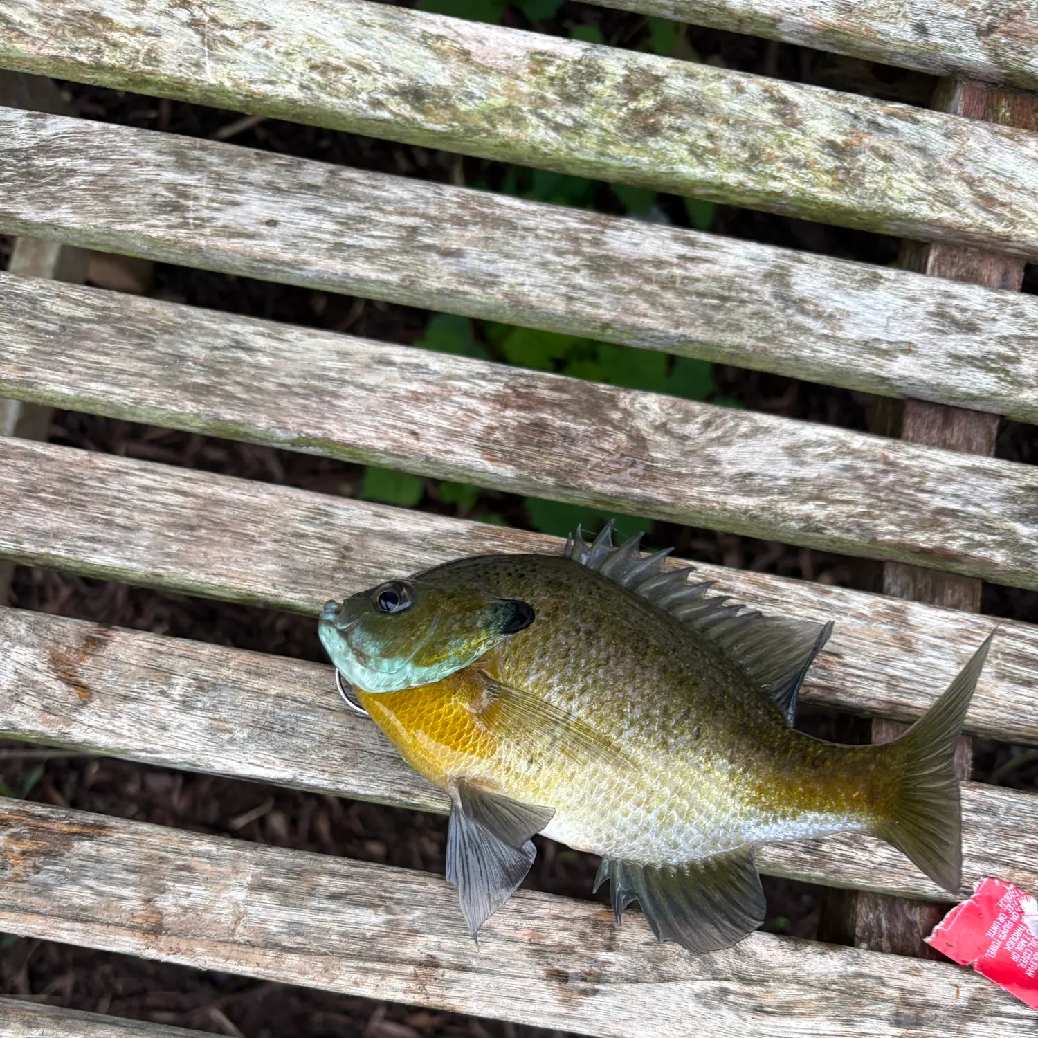 Fish caught on Fishbrain