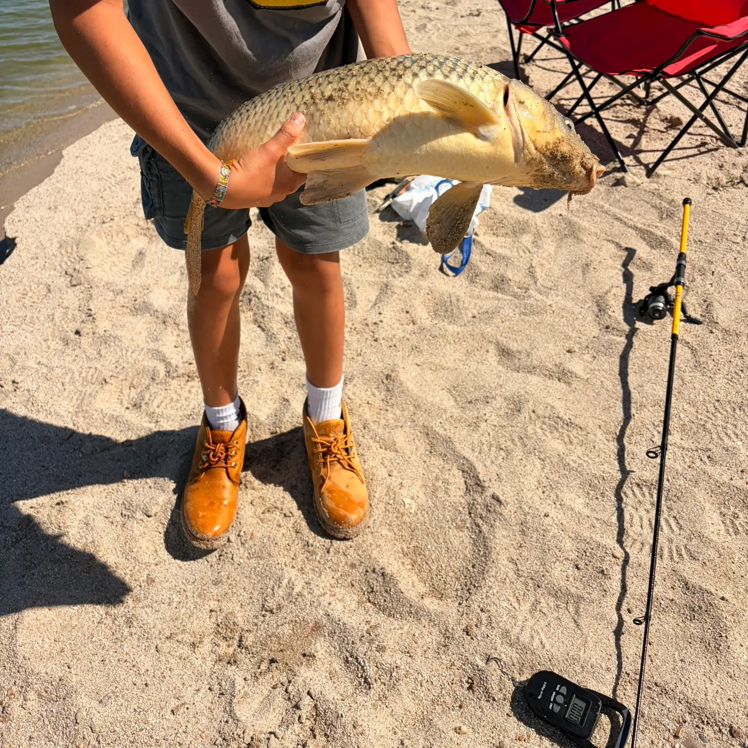 Common carp caught on Fishbrain