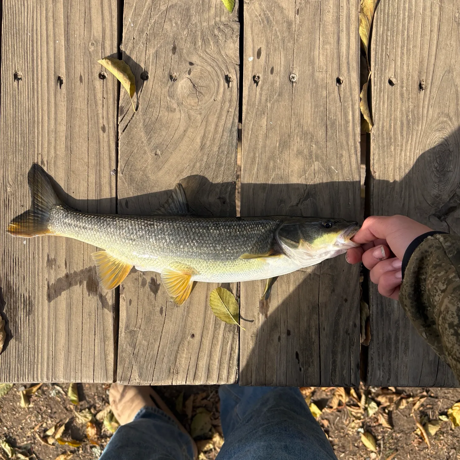 The most recent Northern pikeminnow catches on Fishbrain