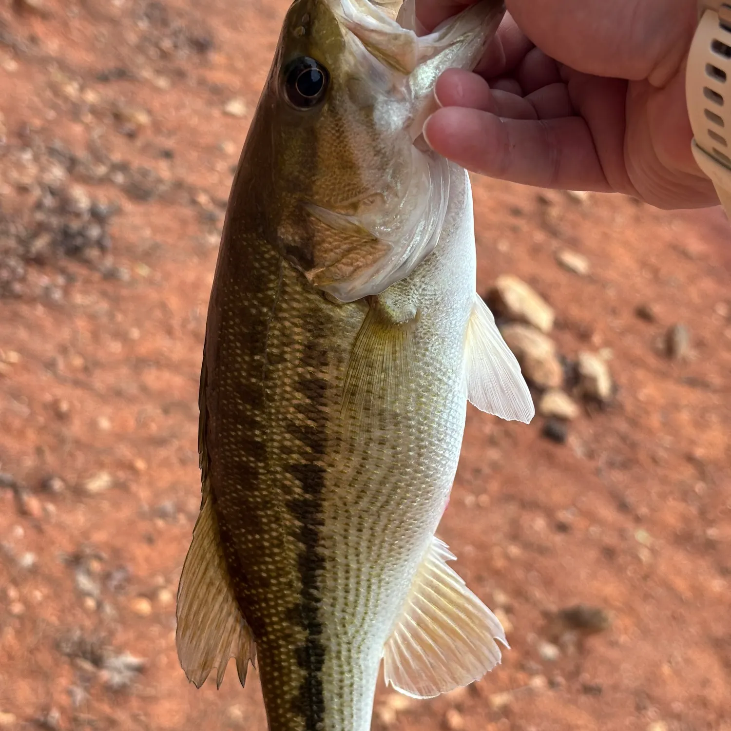 The most recent Alabama bass catches on Fishbrain