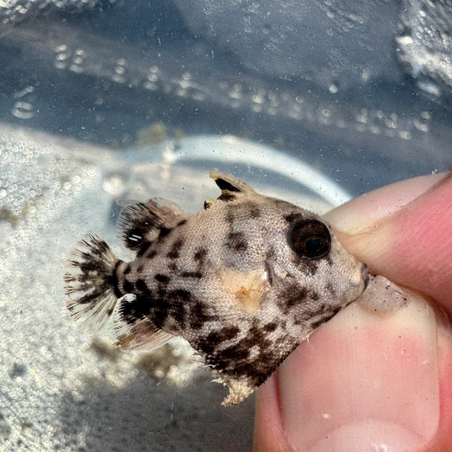 The most recent Rough triggerfish catches on Fishbrain