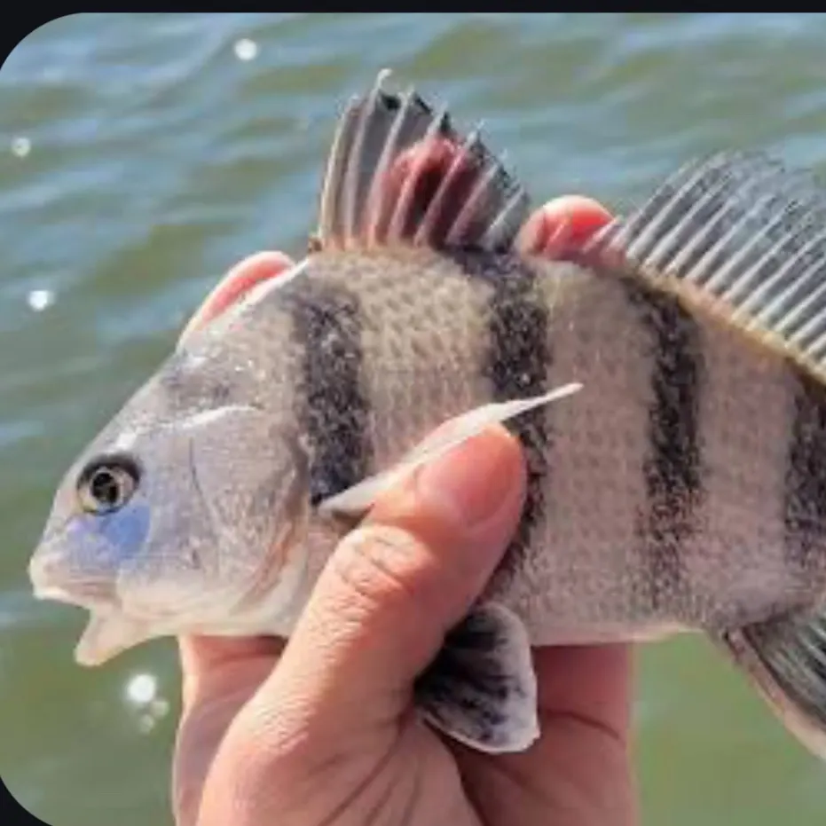 The most recent Black drum catches on Fishbrain