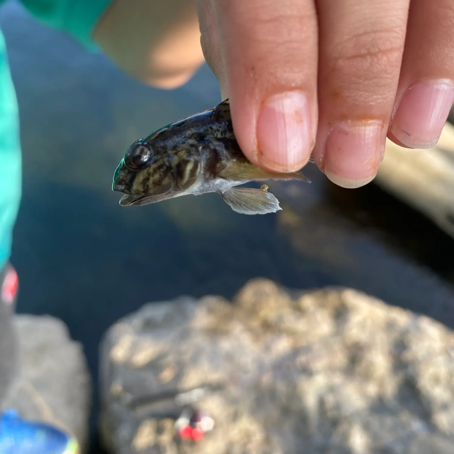 Round goby caught on Fishbrain