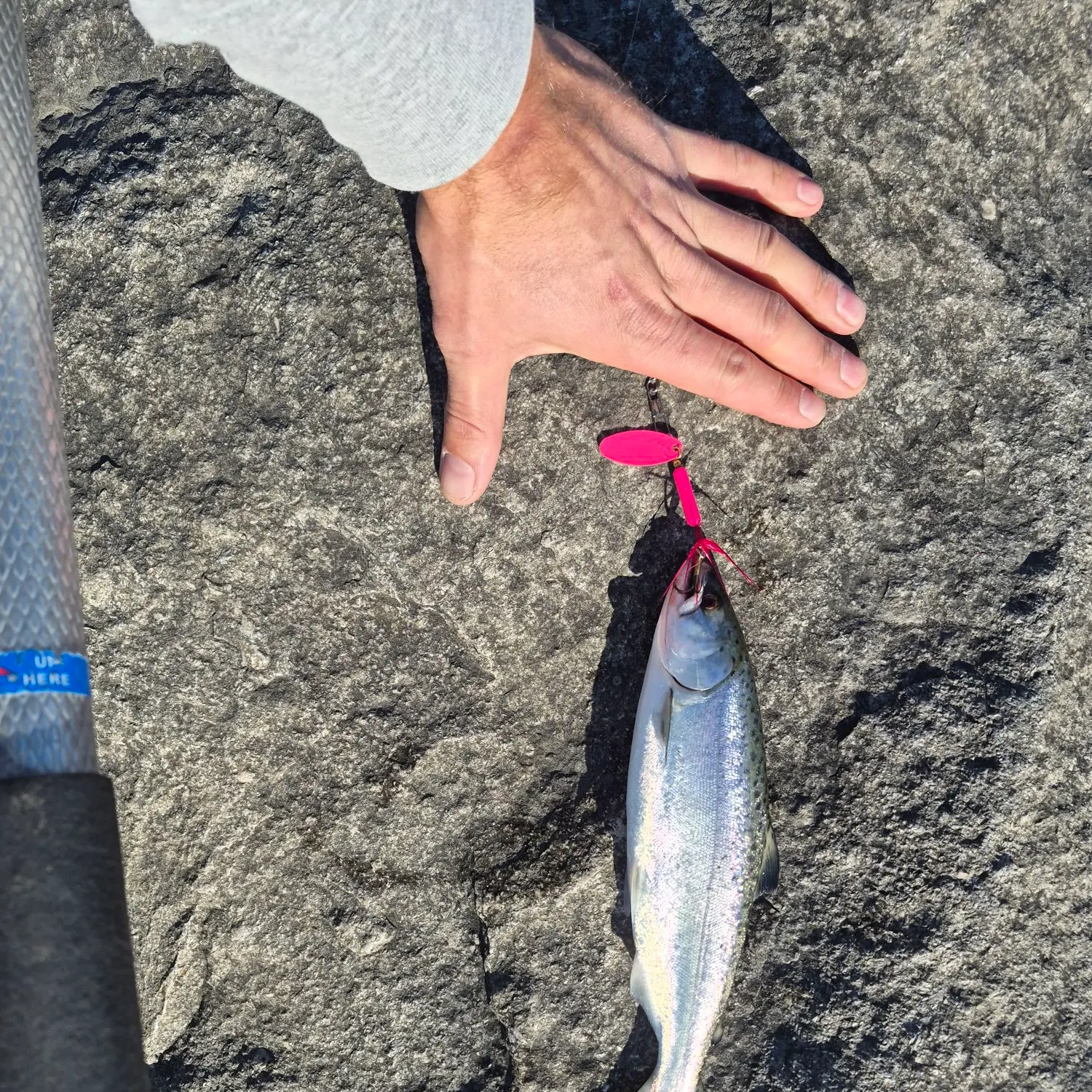 Coho salmon caught on Fishbrain