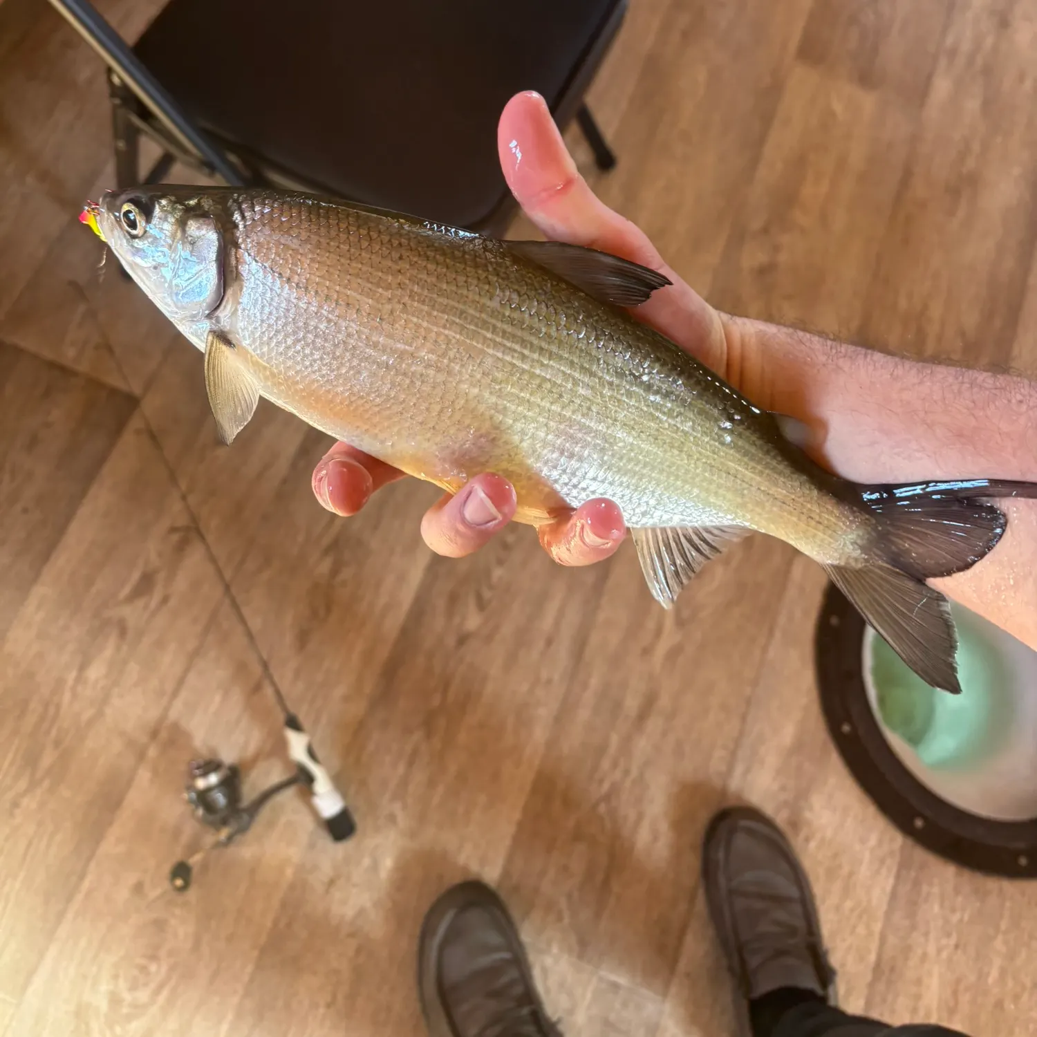 The most recent Northern cisco catches on Fishbrain