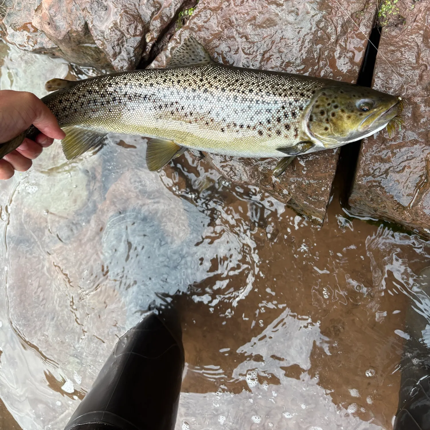 Brown trout caught on Fishbrain