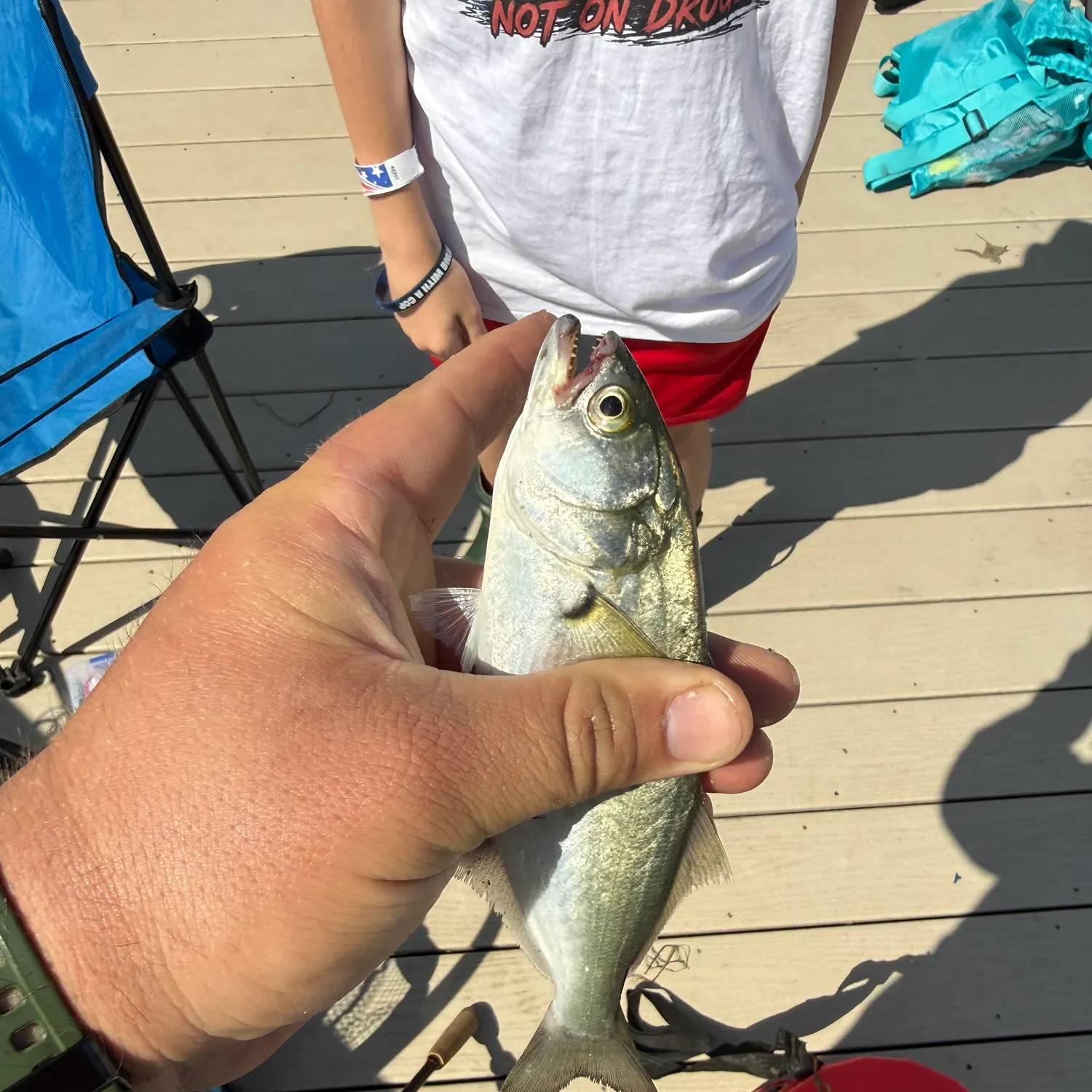 Bluefish caught on Fishbrain