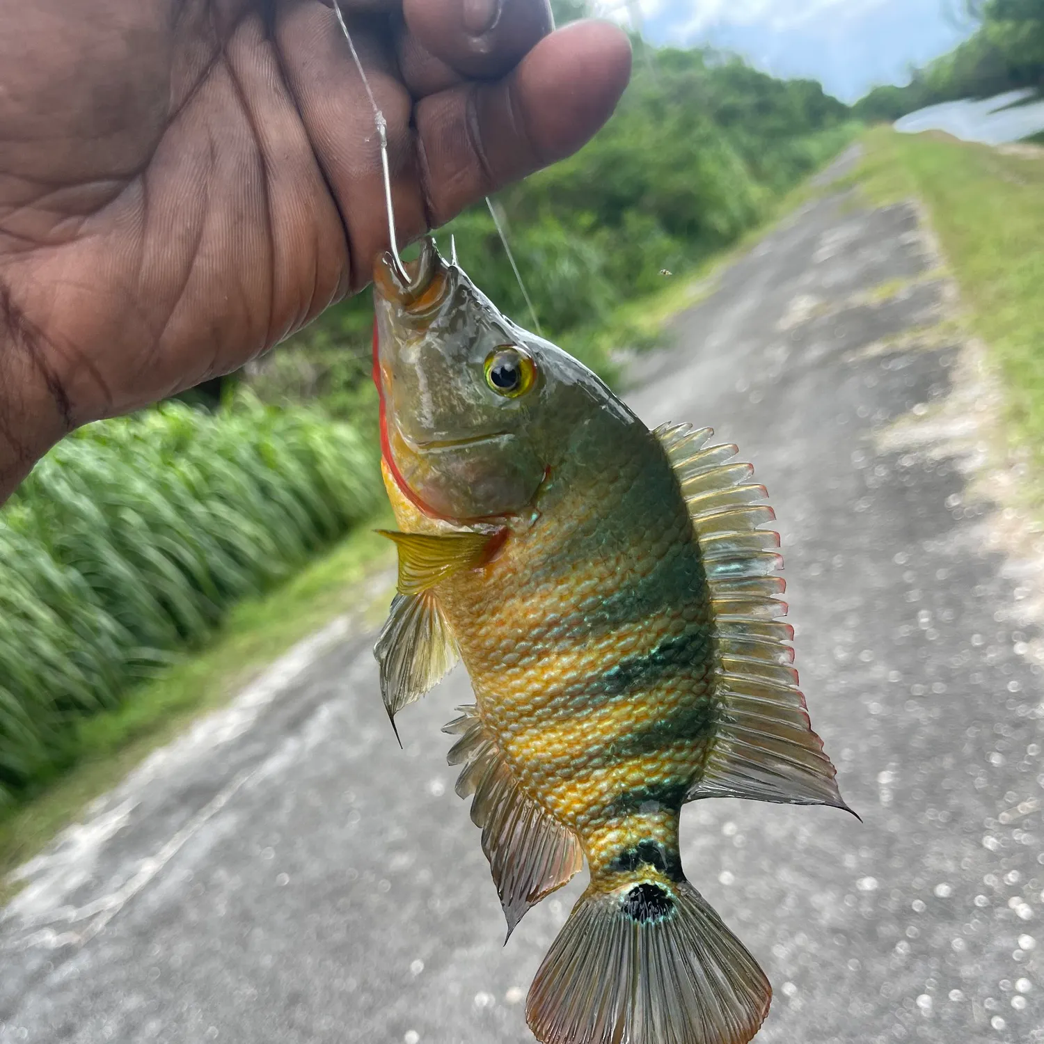 recently logged catches
