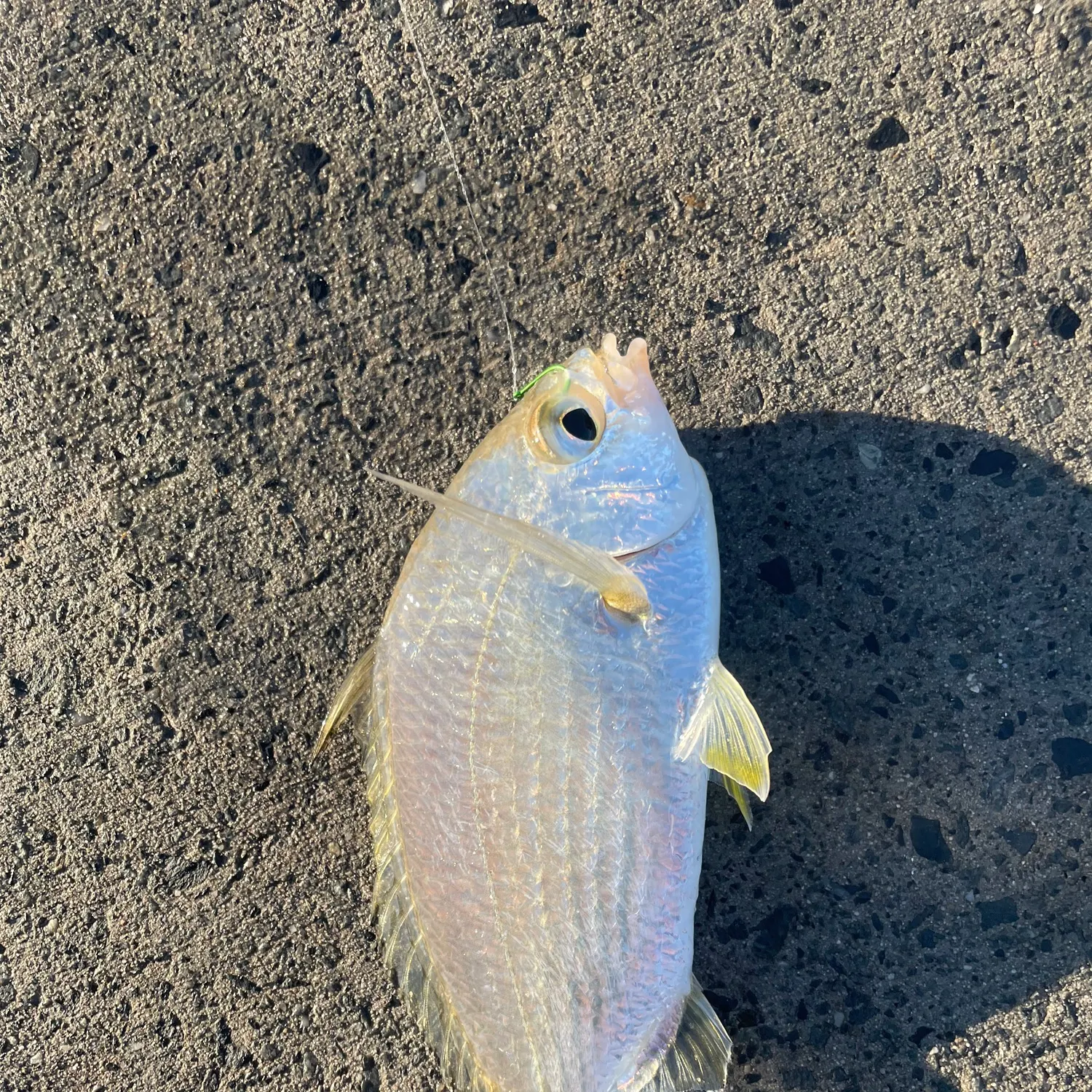The most recent Common silver belly catches on Fishbrain