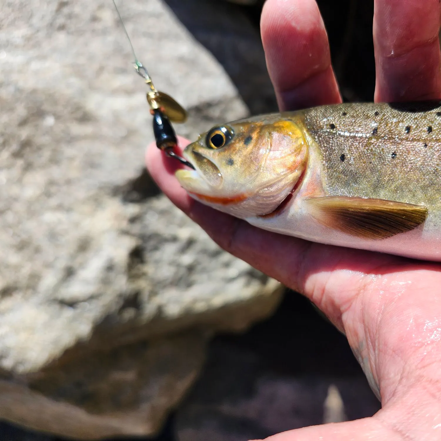 The most recent Greenback cutthroat trout catches on Fishbrain